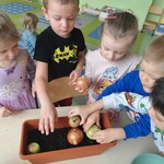 sadzimy cebulkę (2).jpg
