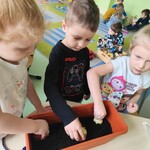 sadzimy cebulkę (5).jpg