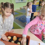 sadzimy cebulkę (9).jpg