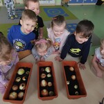 sadzimy cebulkę (10).jpg