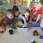 sadzimy cebulkę (11).jpg