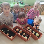 sadzimy cebulkę (12).jpg