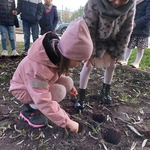 tulipany1 (3).jpg