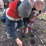 tulipany1 (4).jpg