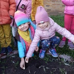 tulipany1 (7).jpg